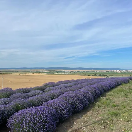 Vineyard Aheloy - Muscat-6 *