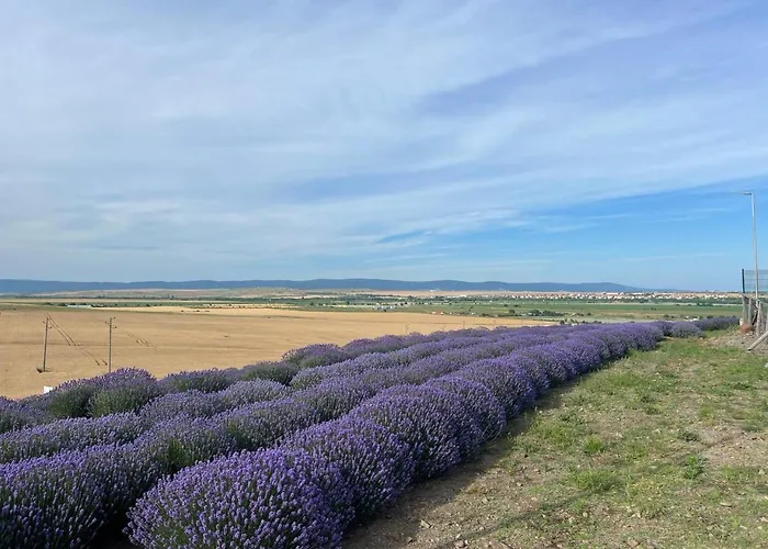 Vineyard Aheloy - Muscat-6 *